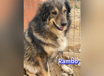 Rambo 01/22 - aktives Moppelchen sucht Diätpartner