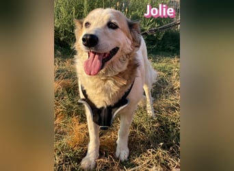 Jolie, 08/24 - ruhige Begleiterin sucht ihre Menschen