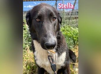 Stella, 01/24 - schüchterne Maus sucht Familie