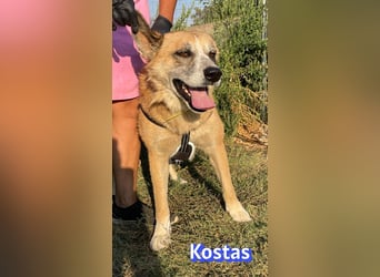 Kostas, 08/20 - ruhiger Rüde sucht Familie