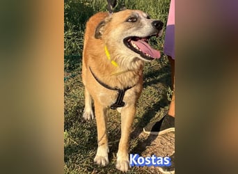 Kostas, 08/20 - ruhiger Rüde sucht Familie