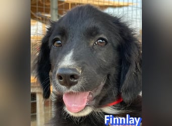 Finnlay, 05/26 - Schwarzköpfchen sucht Familie