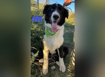 Paul, 10/25 - süßer Plüscher sucht Familie