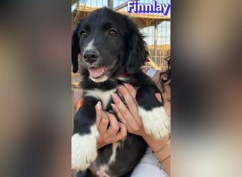 Finnlay, 05/26 - Schwarzköpfchen sucht Familie