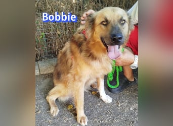 Bobbie, 08/23 - treuer Wuschel sucht Familie