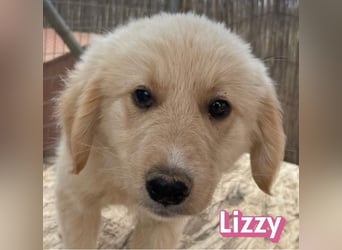 Lizzy, 02/26 - sucht eine schöne Kindheit