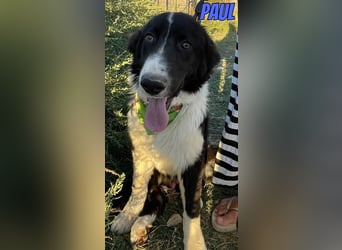 Paul, 10/25 - süßer Plüscher sucht Familie