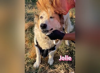 Jolie, 08/24 - ruhige Begleiterin sucht ihre Menschen