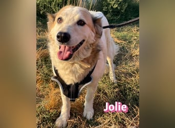 Jolie, 08/24 - ruhige Begleiterin sucht ihre Menschen