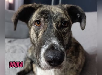 Voula, 10/25 - sanfte Seele sucht Familie