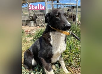 Stella, 01/24 - schüchterne Maus sucht Familie