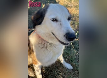 Rosa, 12/23 - sanfte Seele sucht Zuhause
