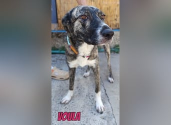 Voula, 10/25 - sanfte Seele sucht Familie