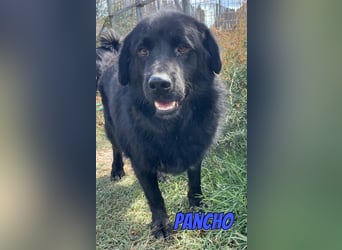 Pancho, 10/22 - schwarzes Bärchen sucht Familie
