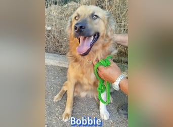 Bobbie, 08/23 - treuer Wuschel sucht Familie