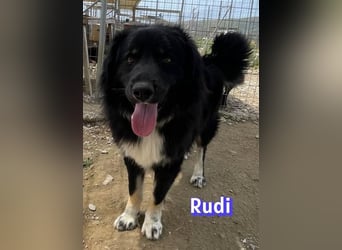 Rudi - Wuschelchen sucht Kuschelkörbchen