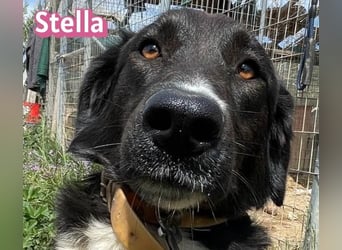 Stella, 01/24 - schüchterne Maus sucht Familie