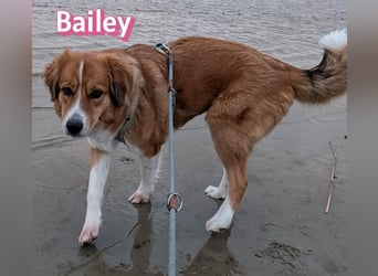 Bailey 04/24 - charakterstarke Hündin sucht neues Zuhause
