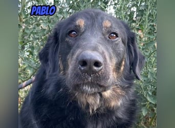 Pablo, 10/22 - ruhiger Rüde sucht Familie