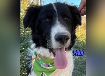 Paul, 10/25 - süßer Plüscher sucht Familie