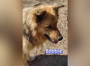 Bobbie - lebensfroher Kämpfer sucht sein Zuhause