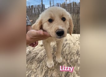 Lizzy, 02/26 - sucht eine schöne Kindheit