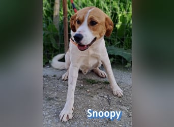 Snoopy, 04/25 - sucht seinen Charlie Brown