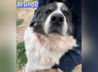 Bruno2, 10/17 - gemütlicher Senior wartet in 85276 Pfaffenhofen a. d. Ilm