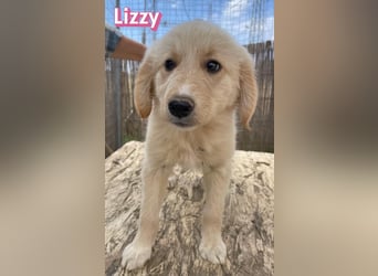 Lizzy, 02/26 - sucht eine schöne Kindheit