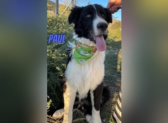 Paul, 10/25 - süßer Plüscher sucht Familie