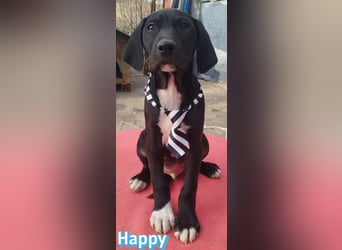 Happy - sozial und verschmust