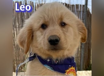 Leo, 02/26 - Zukunft gesucht