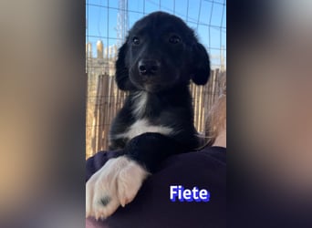 Fiete, 05/26 - süßer Wuschel sucht Familie