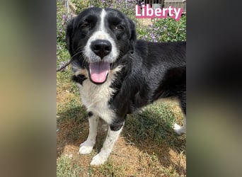 Liberty, 09/21 - treue Hündin sucht ihre Menschen