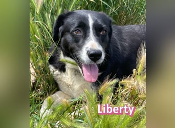 Liberty, 09/21 - treue Hündin sucht ihre Menschen