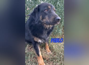 Pablo, 10/22 - ruhiger Rüde sucht Familie