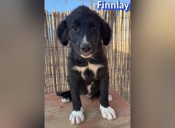 Finnlay, 05/26 - Schwarzköpfchen sucht Familie