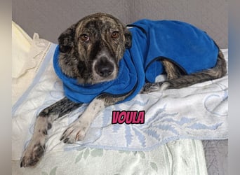Voula, 10/25 - sanfte Seele sucht Familie