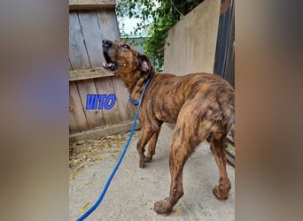 Vito, 10/24 - lieber Eyecatcher sucht Familie