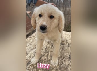 Lizzy, 02/26 - sucht eine schöne Kindheit