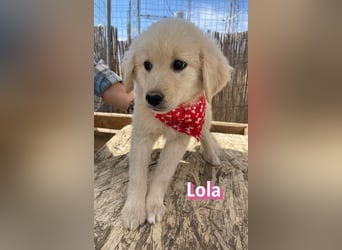 Lola, 02/26 - Wuschelchen sucht Körbchen