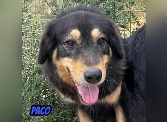 Paco, 10/22 - hübscher Rüde sucht 2te Chance