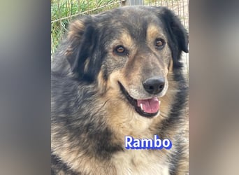 Rambo 01/22 - aktives Moppelchen sucht Diätpartner