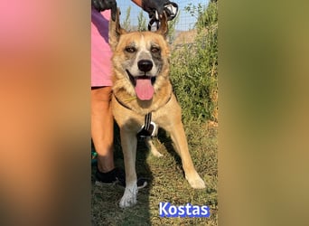 Kostas, 08/20 - ruhiger Rüde sucht Familie