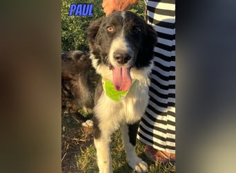 Paul, 10/25 - süßer Plüscher sucht Familie