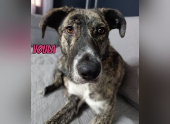 Voula, 10/25 - sanfte Seele sucht Familie