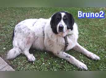 Bruno2, 10/17 - gemütlicher Senior wartet in 85276 Pfaffenhofen a. d. Ilm