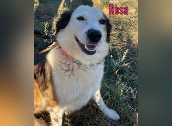 Rosa, 12/23 - sanfte Seele sucht Zuhause