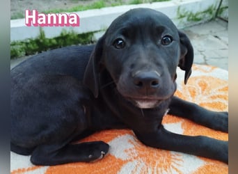 Hanna - sozial und verschmust