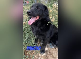 Pancho, 10/22 - schwarzes Bärchen sucht Familie